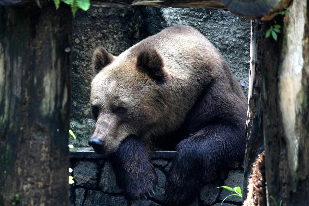 brown bear-af68425110c34e91b42171157c327dcd.jpg brown bear