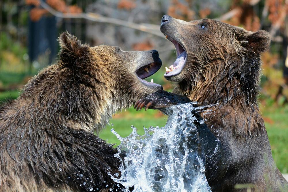 brown bear-af68425110c34e91b42171157c327dcd.jpg brown bear