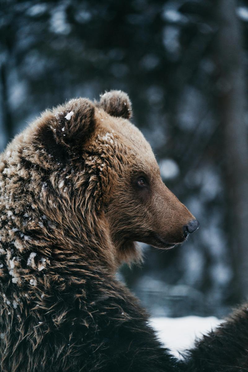 forest bear