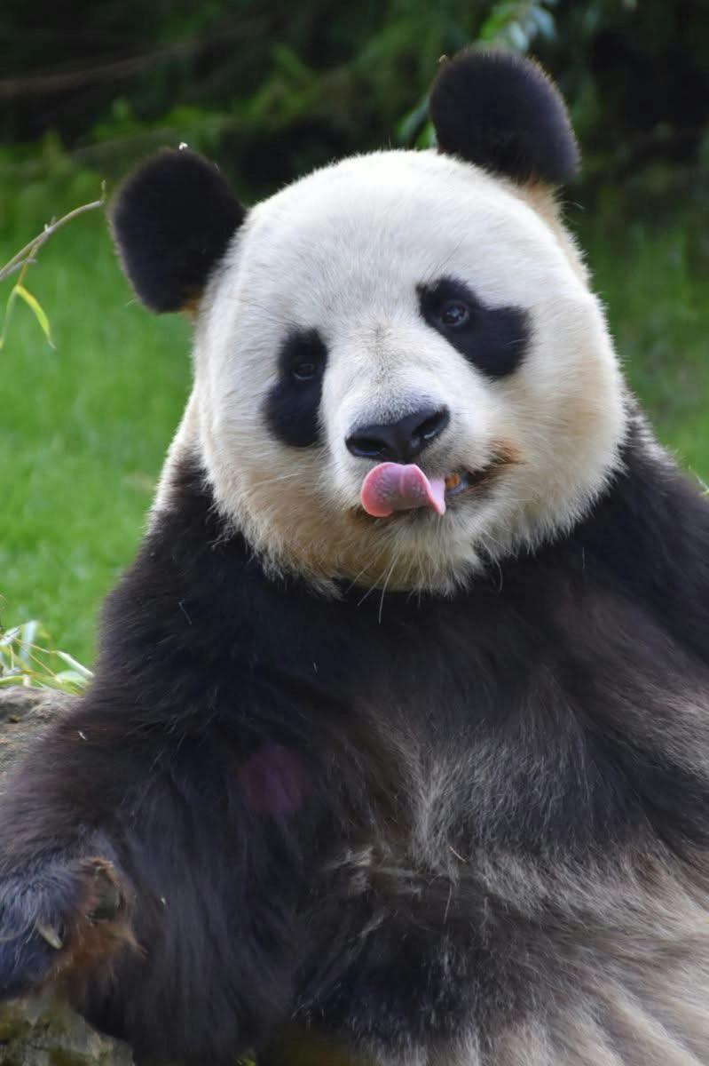 forest bear