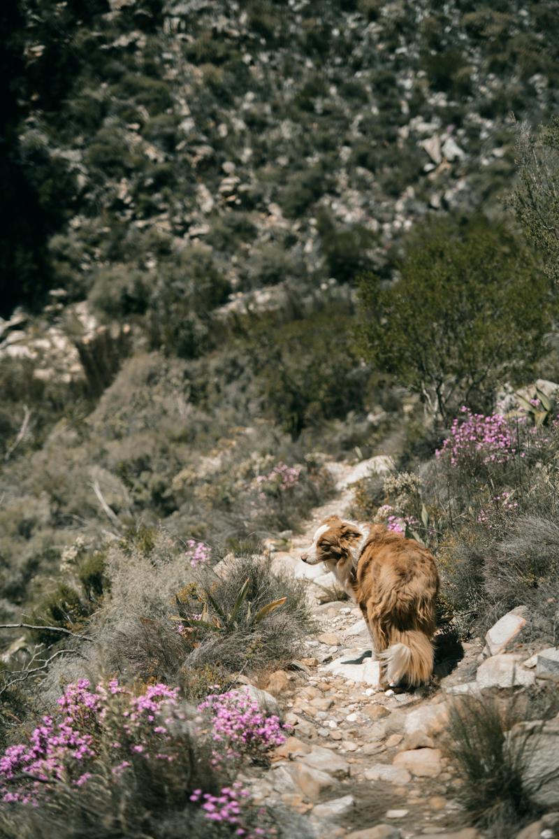 mountain trail