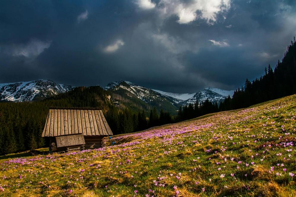 spring landscape-8d4a2106a1d246e1a33dbdf6bb1b76b5.jpg spring landscape