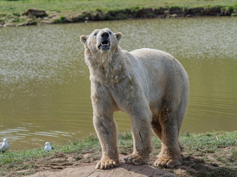 wild bear